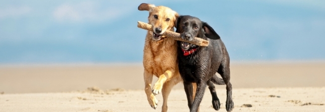 Dog and Pet Friendly Cottages in St Ives